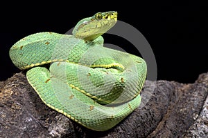 Amazonian palmviper, Bothrops bilineatus bilineatus