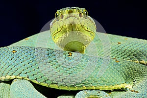 Amazonian palmviper, Bothrops bilineatus bilineatus photo