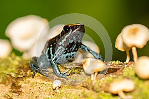 Amazonian Poison Frog Ranitomeya ventrimacula,