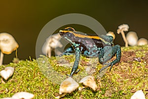 Amazonian Poison Frog Ranitomeya ventrimacula,