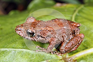 Amazonian rain frog
