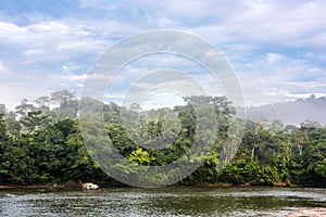 Amazonian rainforest. Misahualli River. Ecuador