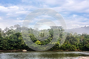Amazonian rainforest. Misahualli River. Ecuador photo