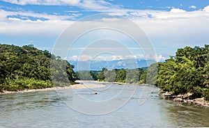 Amazonian rainforest. Napo River. Ecuador