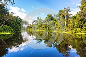 Amazonian Reflection