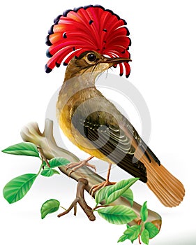 Amazonian royal flycatcher onychorhynchus coronatus