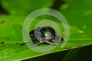 Amazonian scarab beetle over a green leaf inside of the amazon rainforest in Cuyabeno National Park, in Ecuador