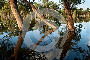 Amazonian trees mirroring photo