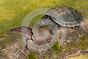 Amazonian Turtle