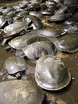 Amazonian turtle photo