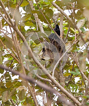 Amazonian Umbrellabird photo