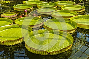 Amazonian water lilies