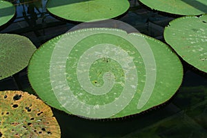 Amazonian waterlilies