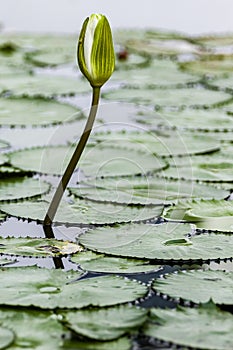 Amazonic wet land and flower