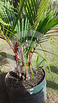 Small amazon palm trees