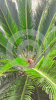 Small amazon palm trees photo