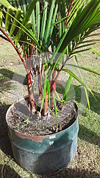 Small amazon palm trees