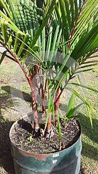 Small amazon palm trees photo