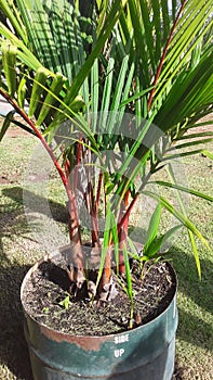 Small amazon palm trees