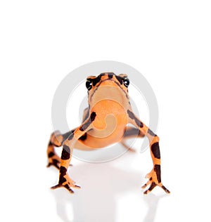 Amazons Harlequin Frog, Atelopus spumarius, on white
