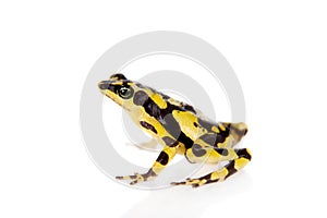 Amazons Harlequin Frog, Atelopus spumarius, on white