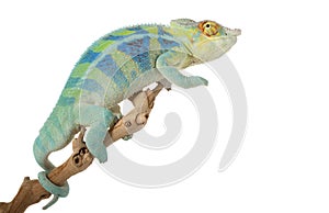 Ambanja Panther Chameleon