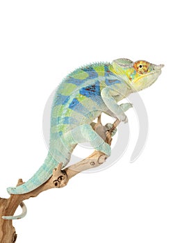 Ambanja Panther Chameleon