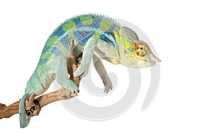 Ambanja Panther Chameleon