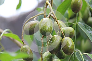 Ambarella fruit. that grows in the yard of the office with a fresh sweet sour taste