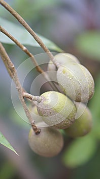 Ambarella or Tahitian Apples photo