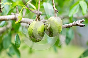 Ambarella fruit photo