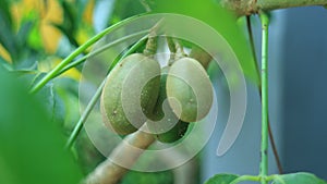 Ambarella Fruit photo