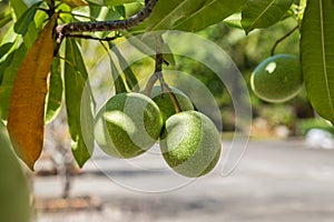 Ambarella fruit on the tree. Spondias dulcis.