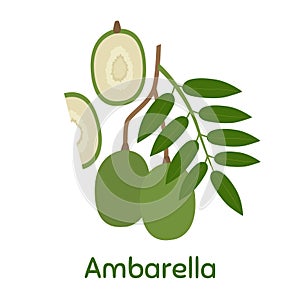 Ambarella Fruit. Vector Illustration EPS.