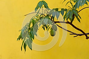 Ambarella Fruiting Tree