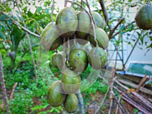 Ambarella fruits in the garden.