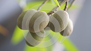 Ambarella Fruits photo