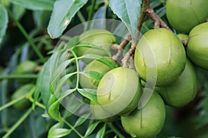 Ambarella fruits Spondias dulcis, also known as June Plum, no Brazil