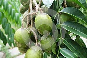 Ambarella fruits on the tree