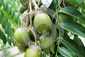 Ambarella fruits on the tree photo
