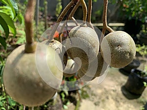 Ambarella fruit in my garden photo