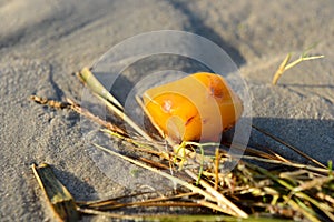 Amber on the beach