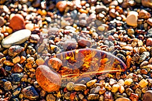 Amber on a beach