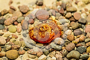 Amber on a beach with pebbles