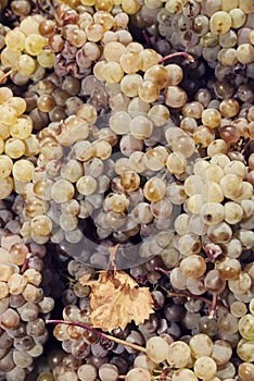 Amber cluster in a crate. Harvesting and wine making. Portrait image.