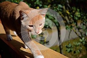 Amber color eyes, red and beautiful cat. Nica, Latvia