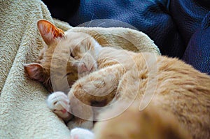 Amber color eyes. Red and beautiful cat. Nica, Latvia photo