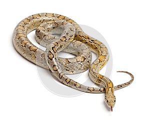 Amber Corn Snake, Pantherophis guttatus