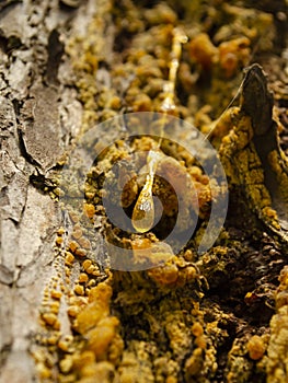 Amber drops of pine resin. Living three drops flow down the bark of the pine trunk. Organic life concept: leaking bright yellow