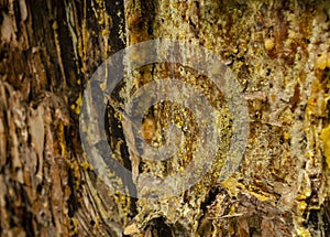 Amber drops of pine resin. Living three drops flow down the bark of the pine trunk. Organic life concept: leaking bright yellow